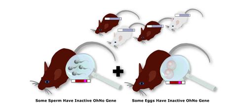 Transgenic Mice