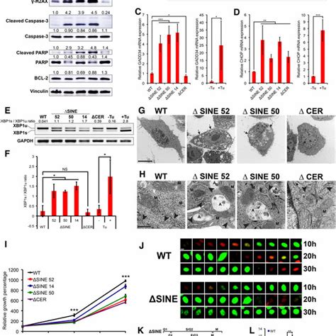 Proposed Model For Malat Regulation Of Tdp Proteostasis Through The