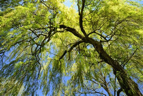 Weeping Willow In Spring Willow Grove Advisors