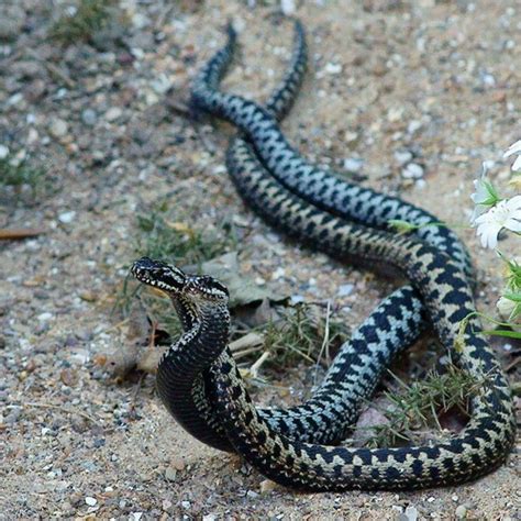 Pest Advice For Controlling Snakes