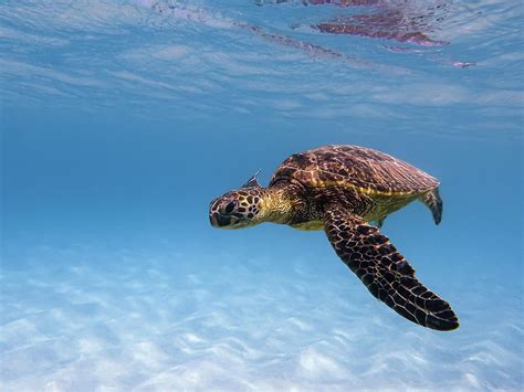 Oahu Wildlife Photograph By Dane Amacher Pixels