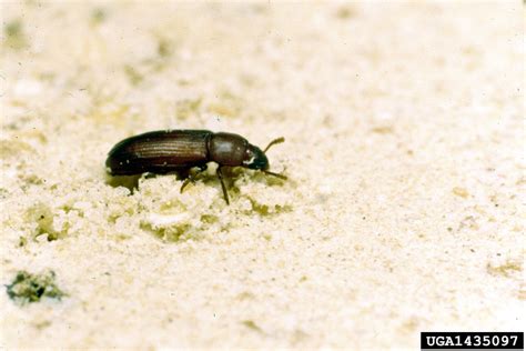 Confused Flour Beetle Tribolium Confusum