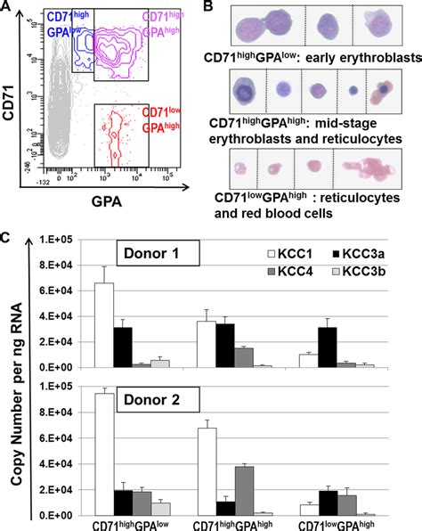 Kcc Expression During In Vivo Human Erythroid Maturation A Fresh Bone