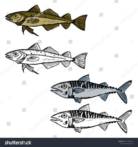 Hand Drawn Isolated Mackerel Codfish Vector Cartoon Stock Vector