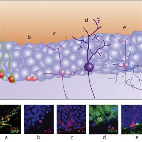 Stages Of Adult Neurogenesis In The Dentate Gyrus Social Interaction