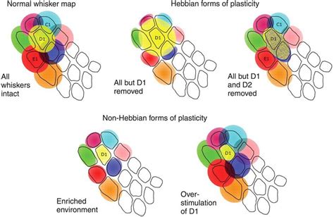 Developmental Plasticity Note