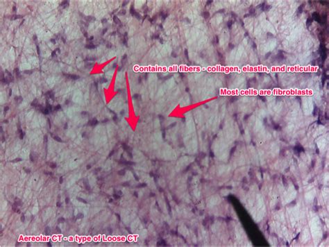 Connective Tissue Anatomy And Physiology Study Guides