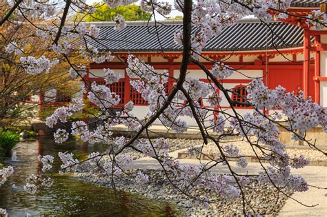 Cherry Blossoms At By D In Kyoto Japan On Behance