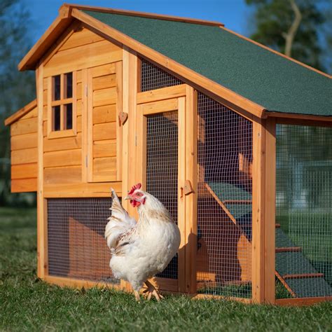 Chicken House Plans Truths Of Building A Chicken Coop