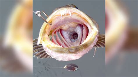 Fish With Lips And Teeth