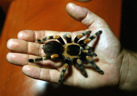 best tarantula sleeping too much fast 5