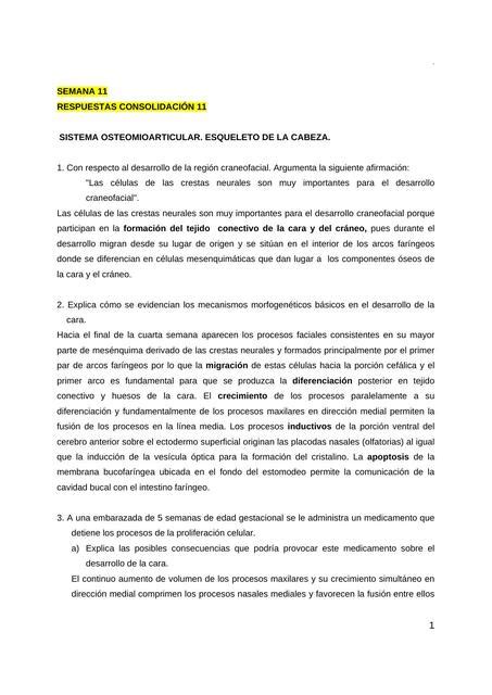 Respuestas ConsolidacionSemana 11Morfo 1 Ysaac Garcia UDocz