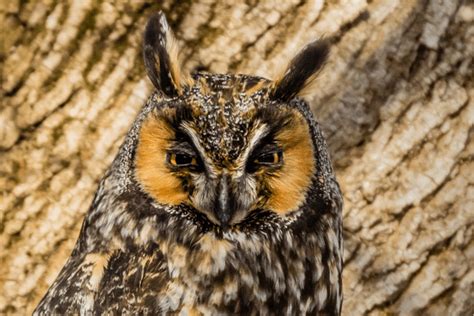 Long Eared Owl Birdwatching Species Bird Informer