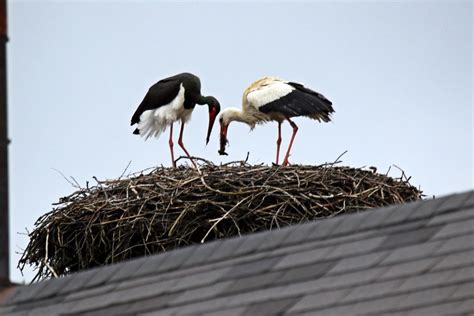 Same Sex White Stork Pair Observed In Czech Republic Birdguides