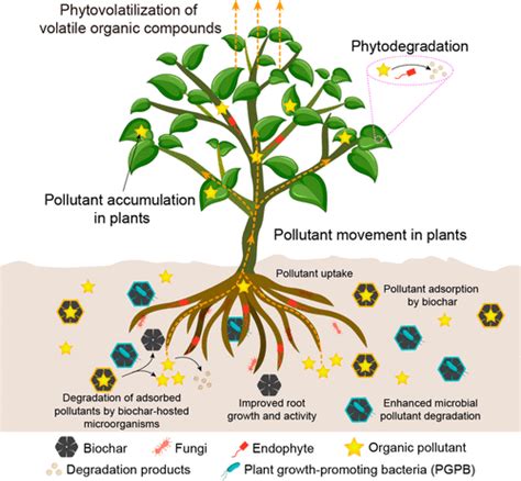 Integrating Biochar Bacteria And Plants For Sustainable Off