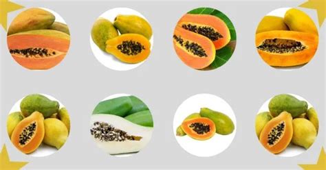 Papaya Varieties Unveiled: Exploring the Diversity of Types