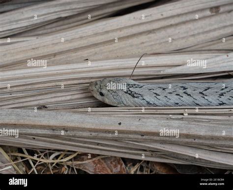 Culebra Seca Del Bosque Fotograf As E Im Genes De Alta Resoluci N Alamy