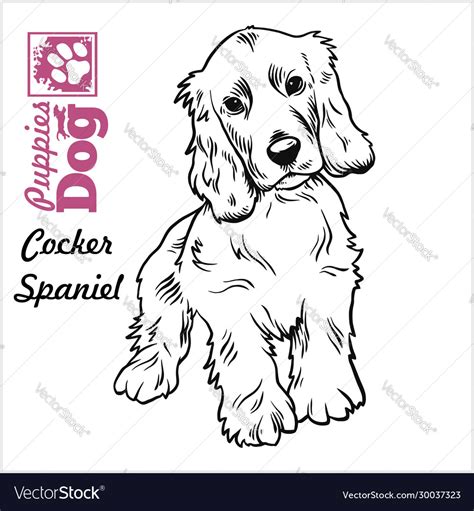 Cocker spaniel puppy sitting drawing hand Vector Image