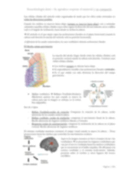 Solution Sistema Vestibular Y Somato Sensorial Neurobiolog A