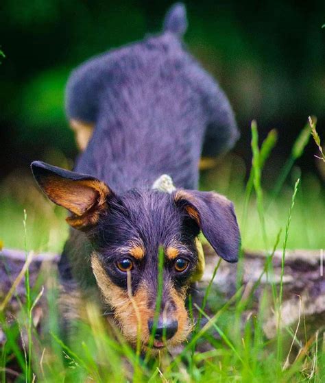 Jack Russell Dachshund Mix Everything On The Jackshund