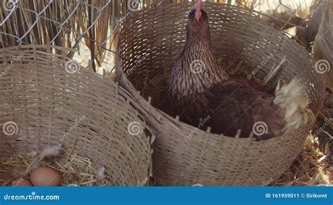 The Hens Are Hatching Eggs In The Rural Chicken Farms Stock Video Video Of Eggs Cockerel