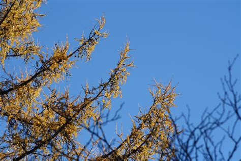 Free Images Tree Nature Branch Winter Sky Sunlight Leaf Flower