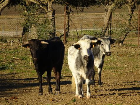 Las Capas Del Toro Bravo Parte Ii Bull Watch Cadiz