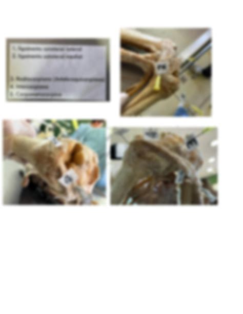 Solution Tendones Y Ligamentos Identificacion En Lab Anatomia