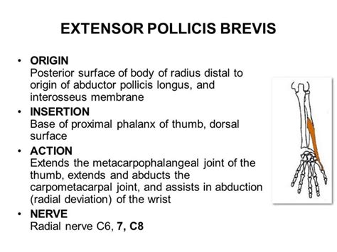 Extensor Pollicis Brevis Origin Insertion Nerve Supply Action