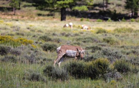 20+ Baby Pronghorn Stock Photos, Pictures & Royalty-Free Images - iStock