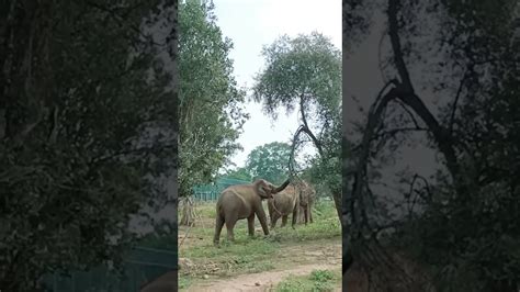 Elephant 🐘 Zone Ridiyagama Safari Park Tourofsivasri