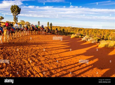 Tourists Riding Camels As Part Of An Uluru Camel Sunset Tour In Outback