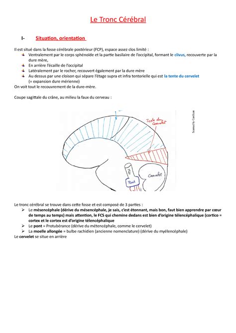 3 Tronc Cérébral 2018 Le Tronc Cérébral I Situation Orientation