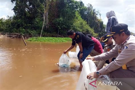 Dinas Perikanan Palangka Raya Lepas Benih Ikan Di Danau Teluk