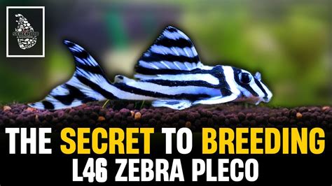 How To Breed Zebra Plecos L046 Zebra Pleco Breeding Caring Guide