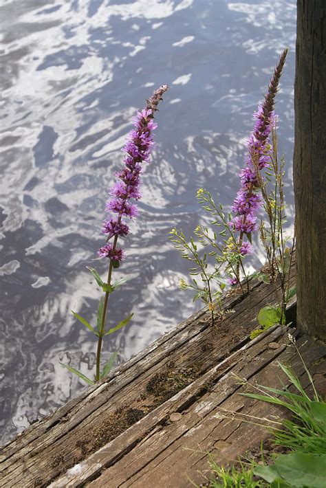 Flowers On The Edge Steen Jeppesen Flickr