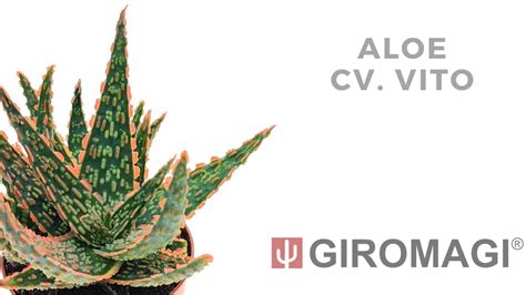 Aloe Cv Vito Youtube