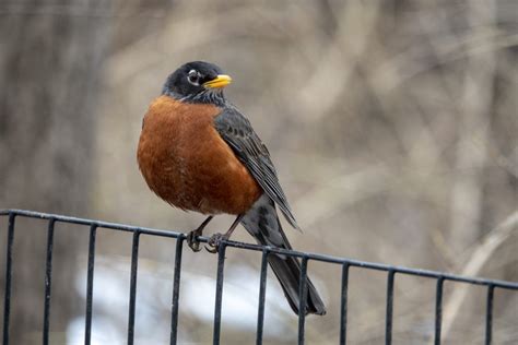 Top 32 Backyard Birds in Washington (Free ID Chart) - Bird Advisors