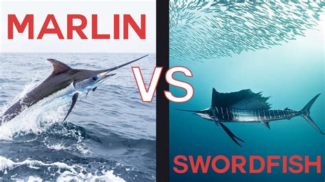 Marlin Vs Swordfish Whats The Difference Youtube