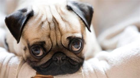 Top 10 Cutest Dog Breeds