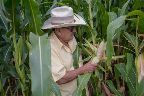 Producci N Para El Bienestar Apoya A Mil Productores La Mayor A