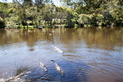 Sydney Day Trips: The Australian Reptile Park - Adventure, baby!