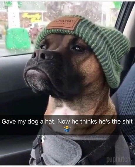 My Mans In Da Hood Funny Animals Funny Dog Fails Cute Funny Animals