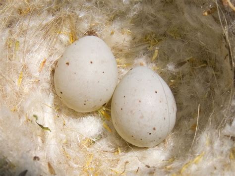 Gold Finch Eggs Eggs Goldfinch Bird Eggs