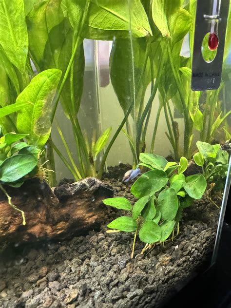 Mystery Snail Appeared : r/bettafish