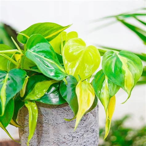 Philodendron Scandens Brasil Filodendron Wiszący Ceny i opinie Ceneo pl