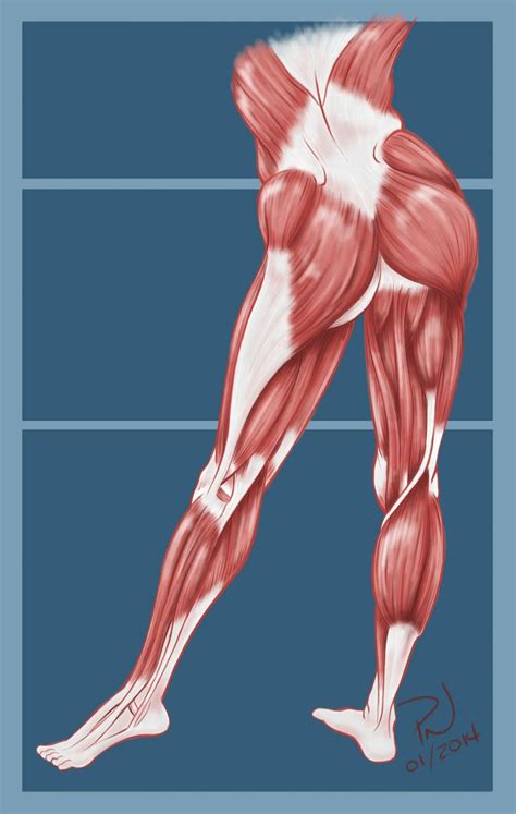 Diagram Of Hip And Back Muscles Muscles Of The Hip And Thigh Human