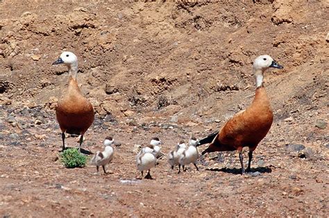 Historia Natural De La Macaronesia