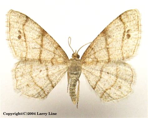 Maryland Biodiversity Project Four Spotted Angle Moth Trigrammia