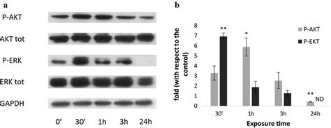 Western Blotting Analysis Of Egfr Pathway Activation After Exposure To